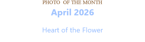 PHOTO OF THE MONTH April 2026  Heart of the Flower 