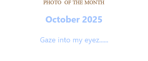 PHOTO OF THE MONTH October 2025  Gaze into my eyez......  
